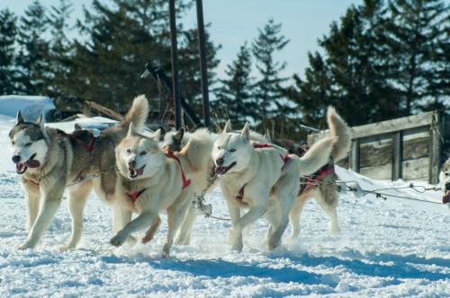a pack of huskies pulling a sled