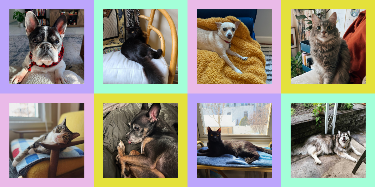 Feature image of our pets: Lola, Tubbs, Carol, Winona on the first row. Socks, Zucchini, Buckett and Mya on the second row