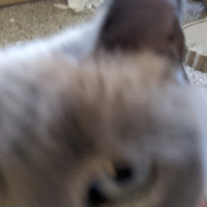 Profile picture of Cat