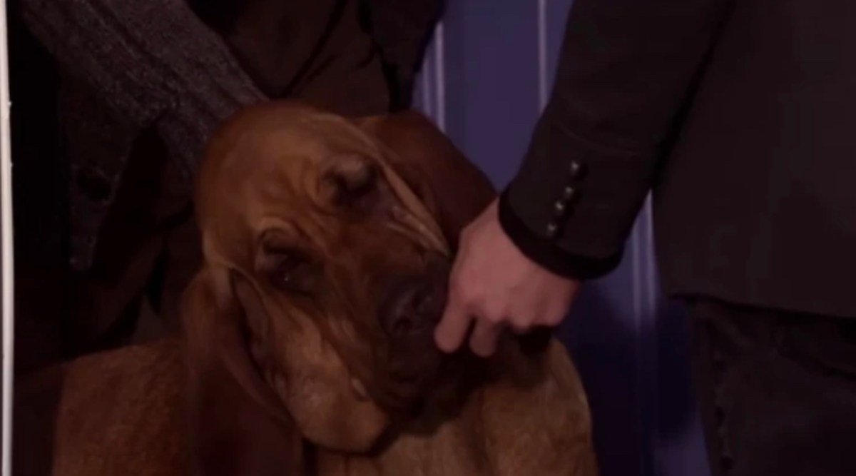 Volta, Imogen's dog in Degrassi