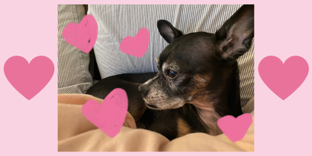 a tiny black chihuahua snuggling in bed with hand drawn pink hearts all around the image