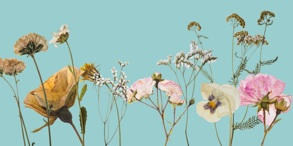 Pressed flowers against a blue background
