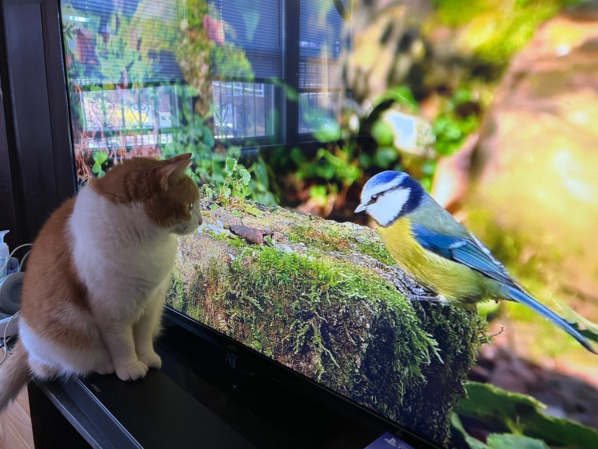 And orange and white cat watches a close-up of a bird on TV