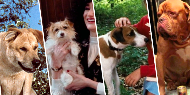Old Yeller, Sparky, Spike and Hooch, dogs who have died in movies