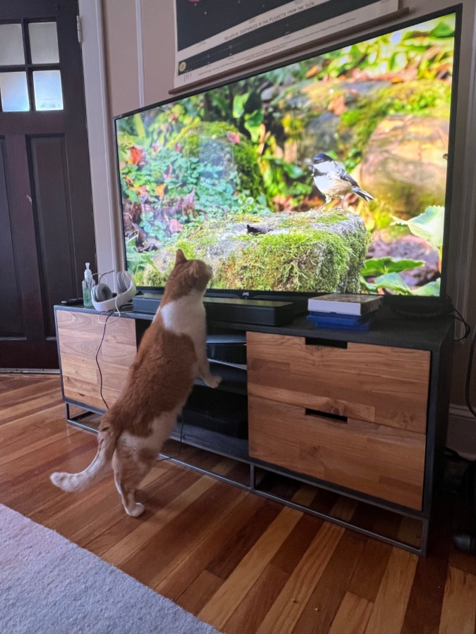 An orange cat stands on her hind legs with her front paws on the TV console watching a nature show with birds