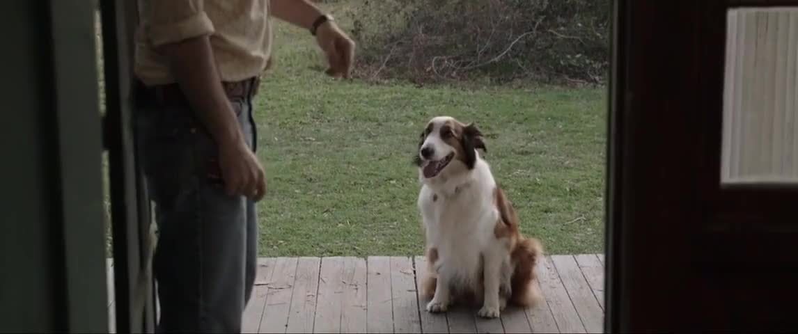 Sadie the dog in "The Conjuring"