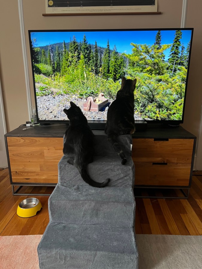 Two cats sit on top of accessibility stairs in front of a TV
