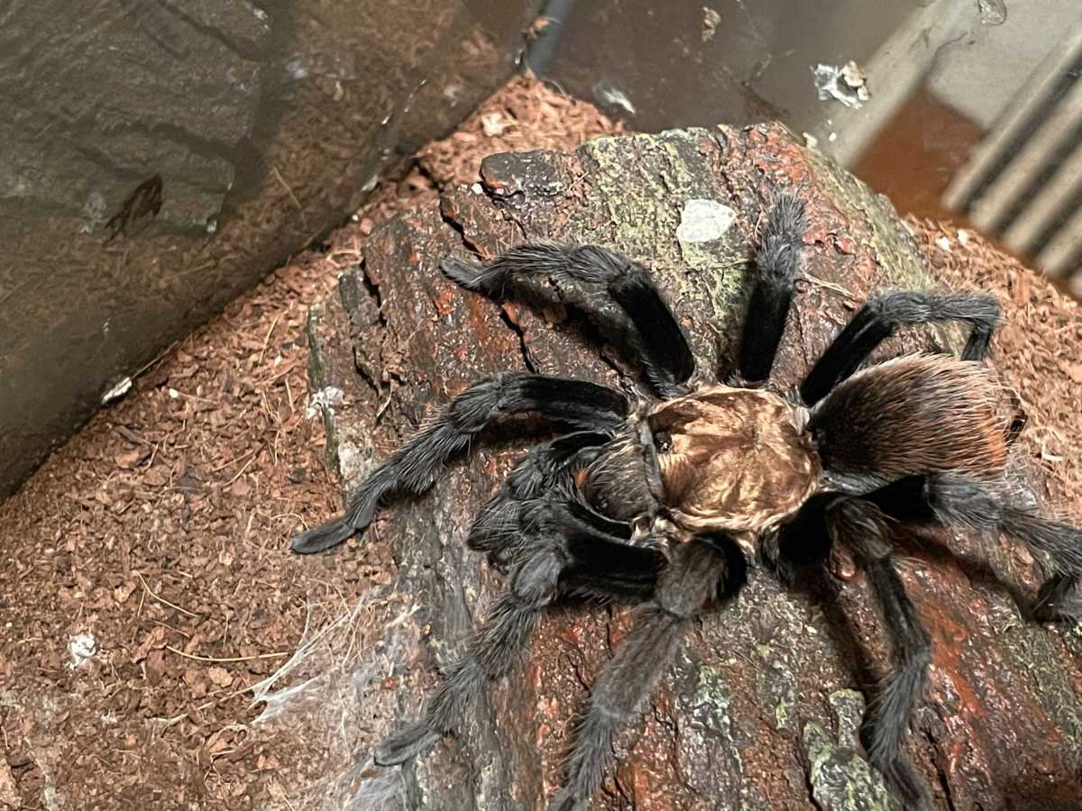 Dani's Tarantula