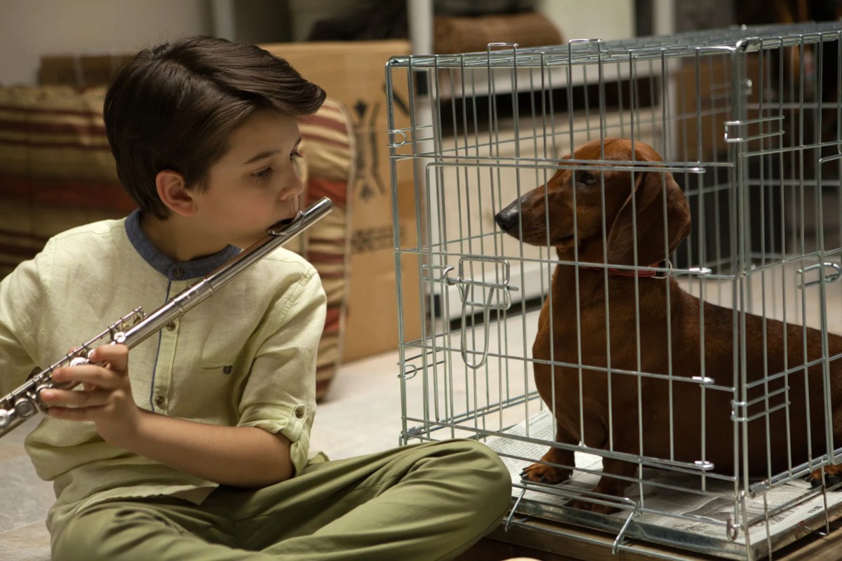 little boy playing his flute for a dog in a cage in "Weiner-Dog"