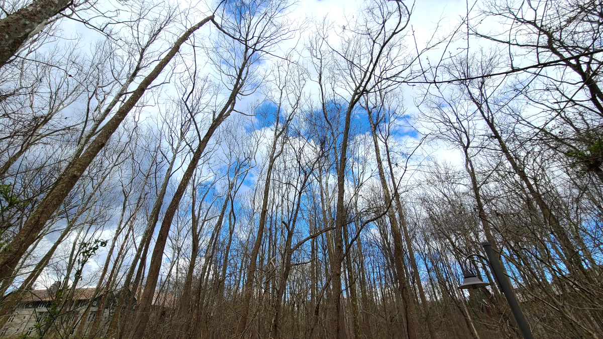 A group of bare trees are imposing in height as they are shot from the ground, up. Behind them is a bright blue sky with thick puffy white clouds.