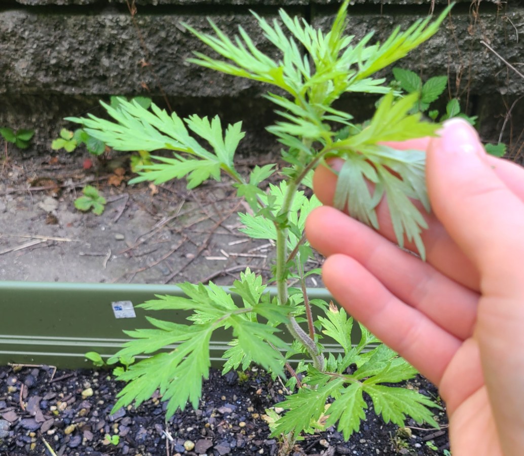 Nicole's white hand grasps a mugwort leaf and turns it over to show its silvery under-hairs.