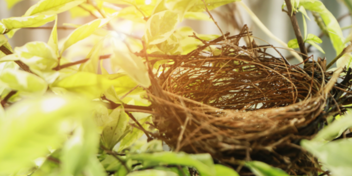 an empty bird's nest nestled in a tree