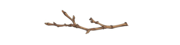 a twig