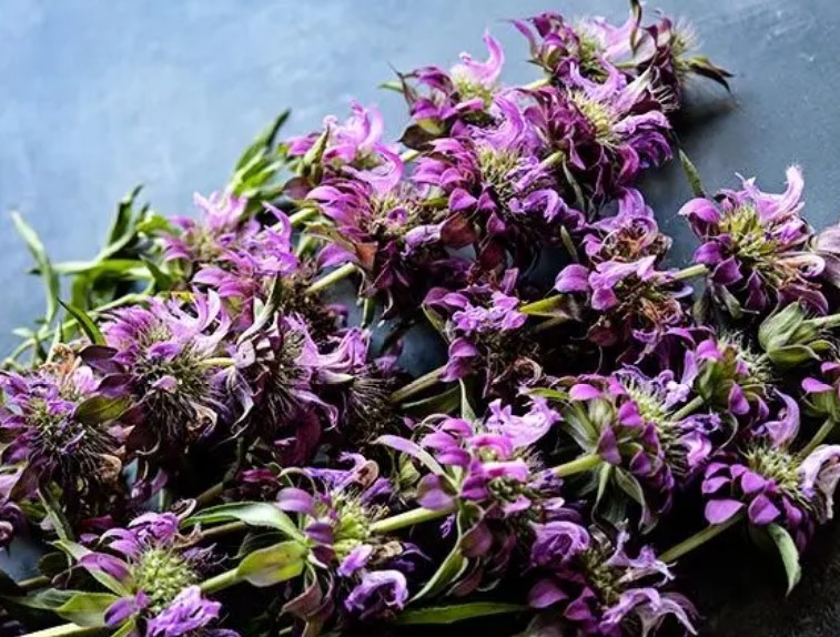 a harvested bunch of bee balm flowers which are purple, stacked on long, green stems