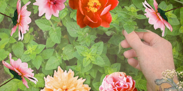 A hand reaches toward some oregano growing in a garden, and a border of flowers surrounds the image