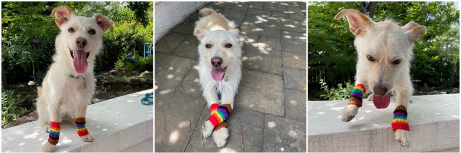 Three photos of my dog Milo, a small white dog, sitting outside and wearing leg warmers in the Progress Pride colors