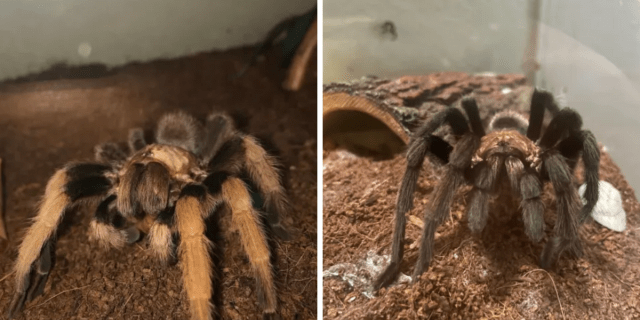 Two images of a brown tarantula