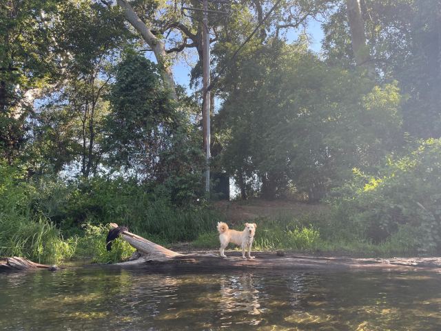 a small white dog with a curly tail standing on a log at the creek, surrounded by water and trees