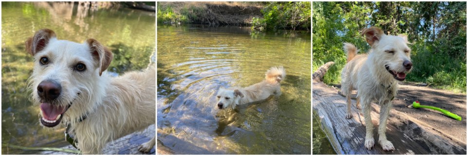 A collage -- three pictures of Milo at the creek, swimming and smiling