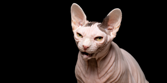 Roundtable: Enemies - an Angry Sphynx or hairless cat glowers at the viewer against a black background