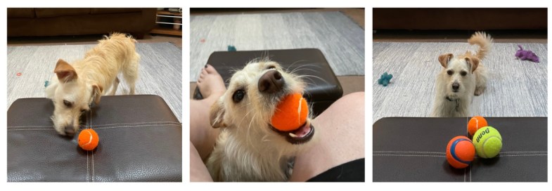 A collage of three images. 1. Milo nudging the ball towards me. 2. Milo with the ball in his mouth, popping up between my legs while I'm seated. 3. Milo setting three tennis balls before me.