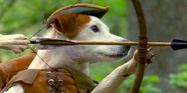 A Jack Russell terrier wears a Robin Hood hat and holds a bow and arrow