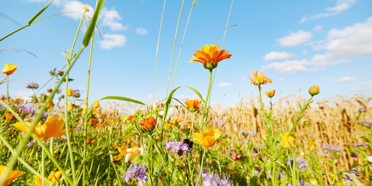 A field of wildflowers