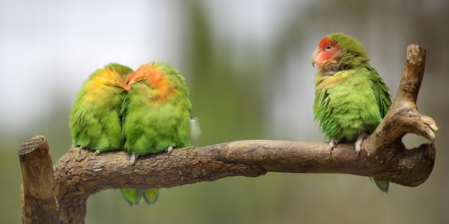 Two lovebirds hugging on a tree branch, and one looking at them in a distance. The birds are cute and small and green with yellow faces.
