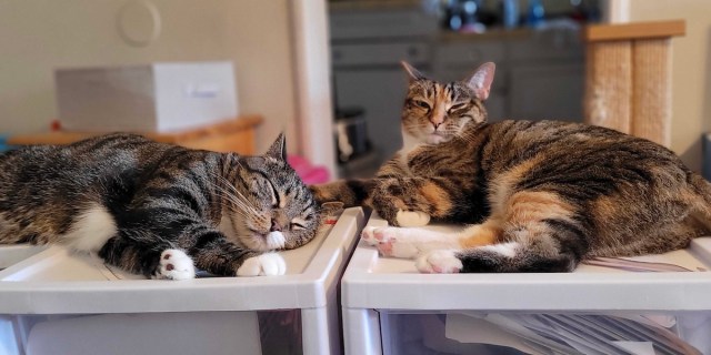 two cute cats lie lazily on top of some drawers