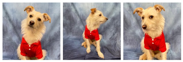 Three images of my small white terrier mix wearing a red polo shirt, posing against a blue school photo backdrop