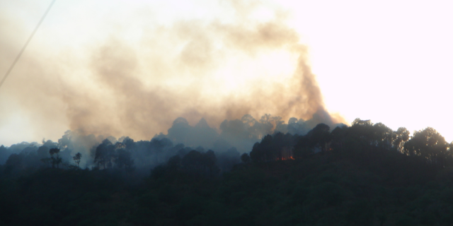 A photo of a wildfire spreading through trees, smoke rising into the sky