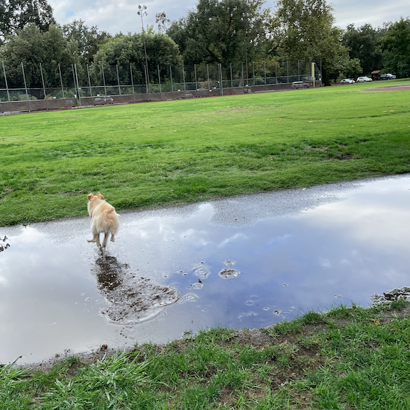 My dog Milo running after a ball