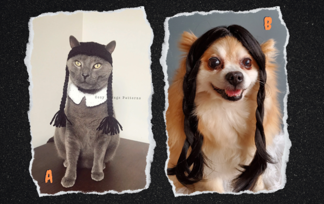 A collage. A: A grey cat in crocheted black braids with a crocheted white collar. B: A small dog looking absolutely unhinged in a real-looking Wednesday Addams wig