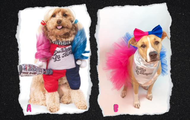 Two Harley Quinn costumes for dogs. The first one includes a pigtailed wig, while the second one relies on a tutu and a bow.