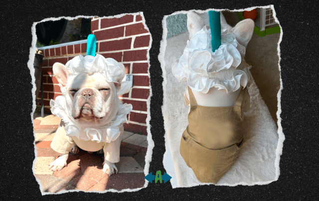 Collage. Image 1: An English Bulldog in an iced coffee costume from the front. Image 2: The back of the costume, which consists of brown overalls and a frilly hat with a straw