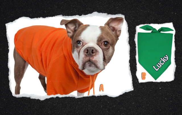 A collage. A: A cute little brown and white dog wearing an orange hoodie. B: A plain green bandana.
