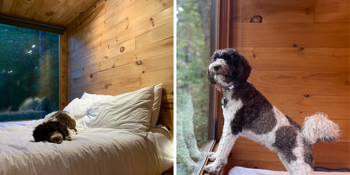 Photo 1: A small black and white fluffy dog on a bed in a cabin. Photo 2: A small black and white fluffy dog stares out a window in a cabin.