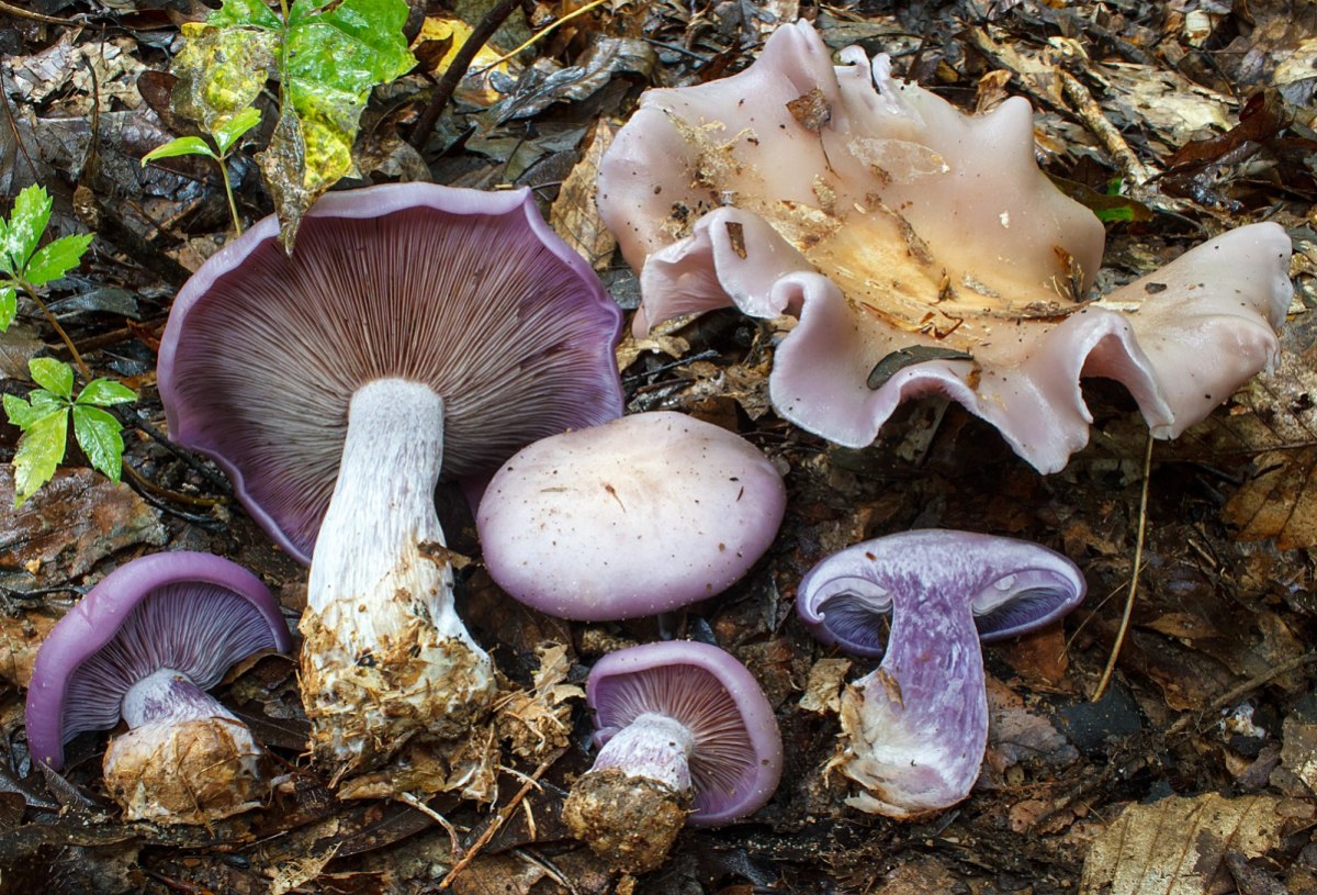 A collection of white capped and purple capped mushrooms