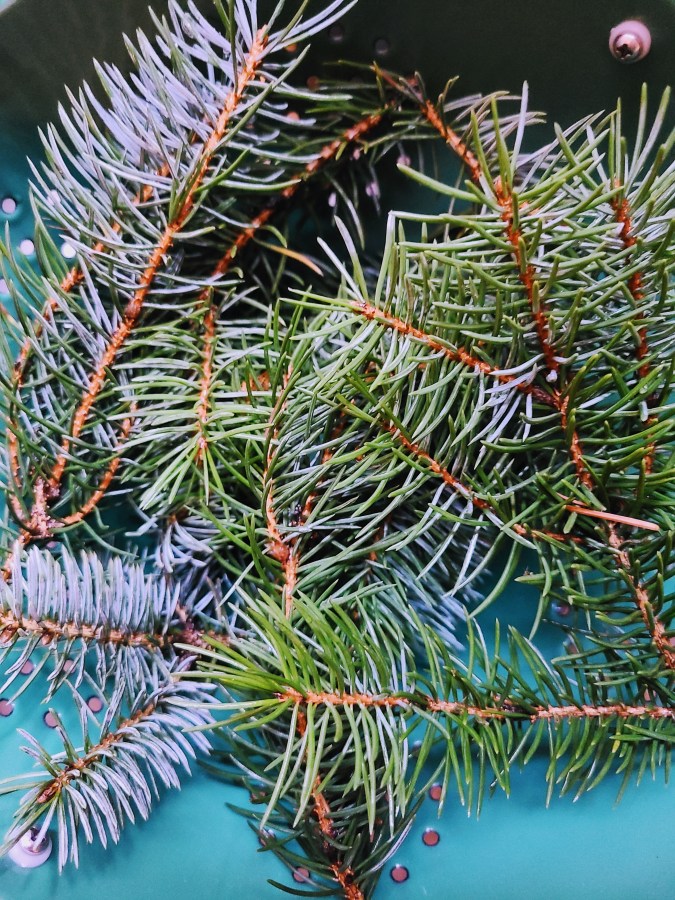 several spruce branches in a colander