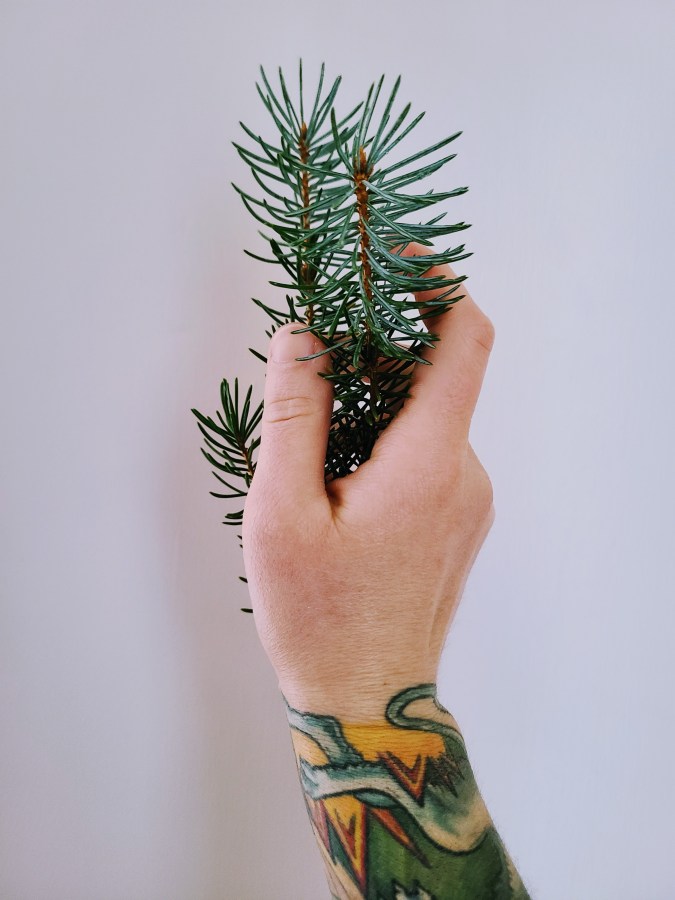 Nico's hand holding some spruce branches. Spruce is used here in a simple syrup for the holidays that tastes like a Christmas tree.