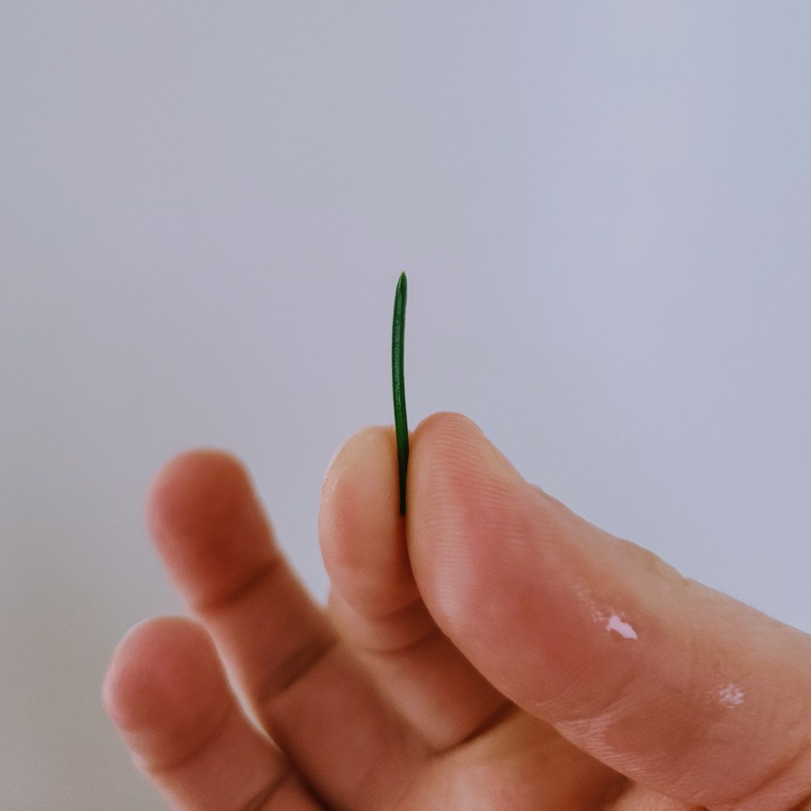 a spruce needle in between nico's fingers used to demonstrate its pointed and multi faceted nature