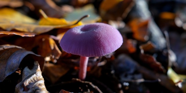 Laccaria Amethystina, popularly known as the Amethyst Deceiver mushroom in Burnham Beeches on 26th October, 2020 in Burnham, England. The mushroom is a bright purple that stands out against the shadowy dark fall foliage.