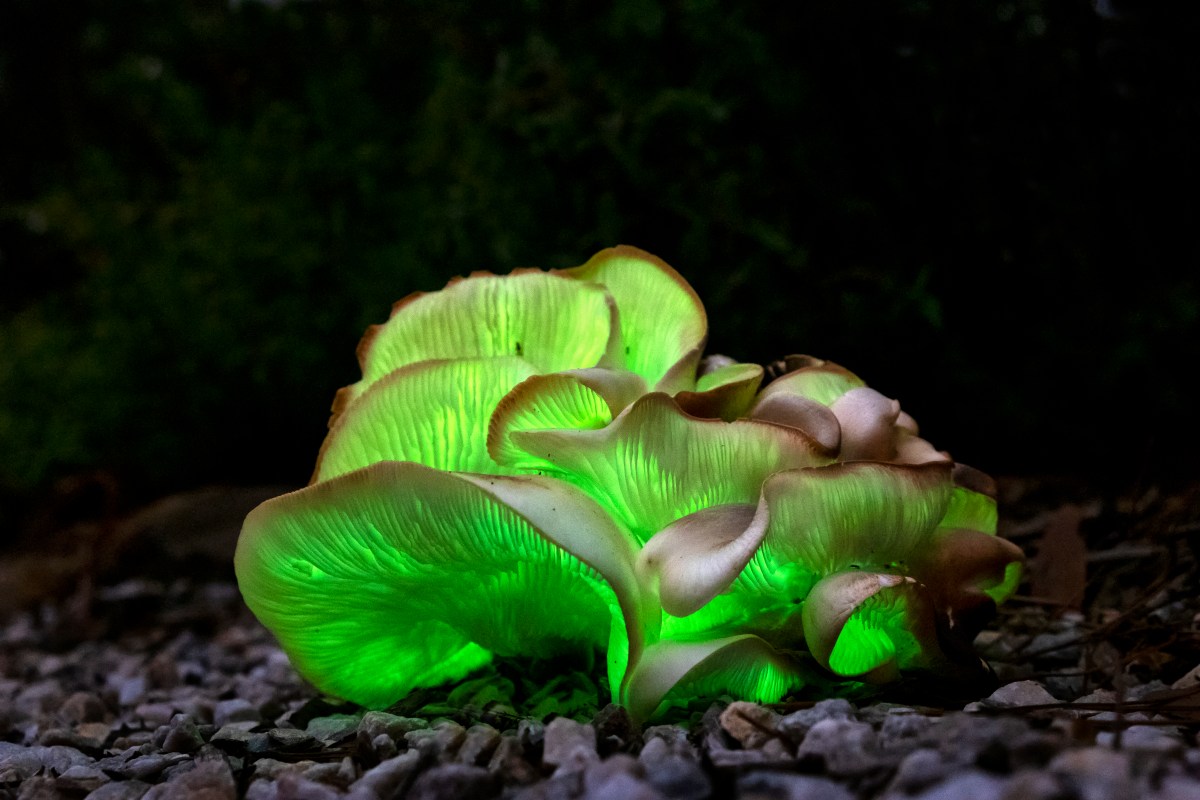 Omphalotus nidiformis, or ghost fungus growing green on an old piece of wood in a driveway at night