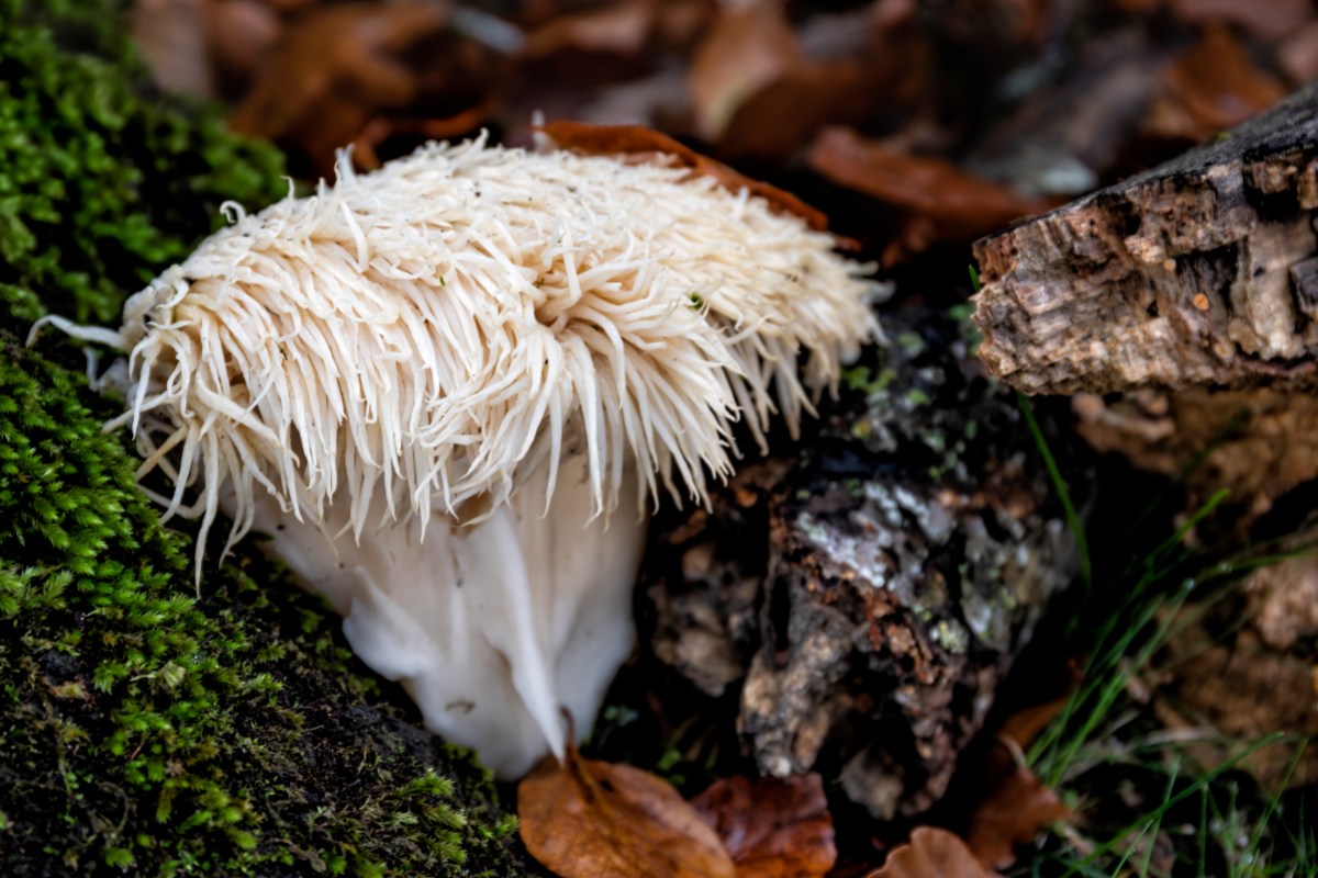 Lion's mane mushroom (Hericium erinaceus). 42 48.0495N 2 8.6048W Navarra, Spain. November 21, 2019