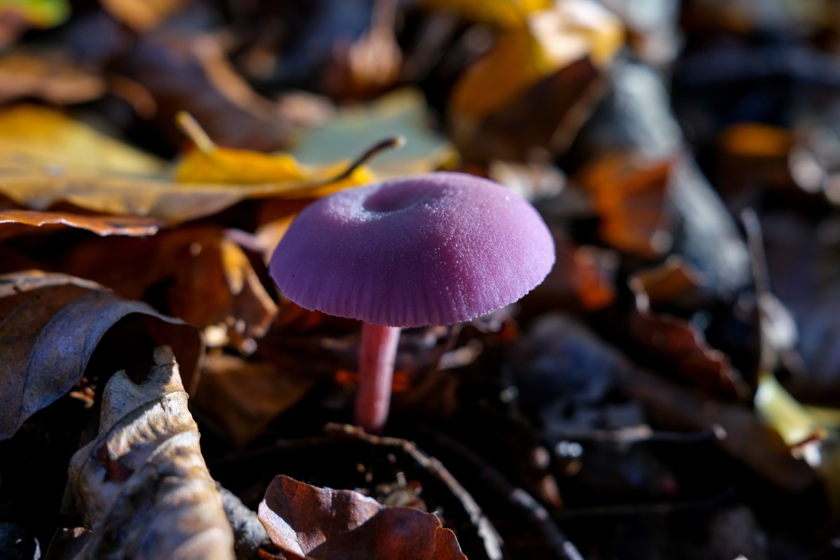 Laccaria Amethystina, popularly known as the Amethyst Deceiver mushroom in Burnham Beeches on 26th October, 2020 in Burnham, England