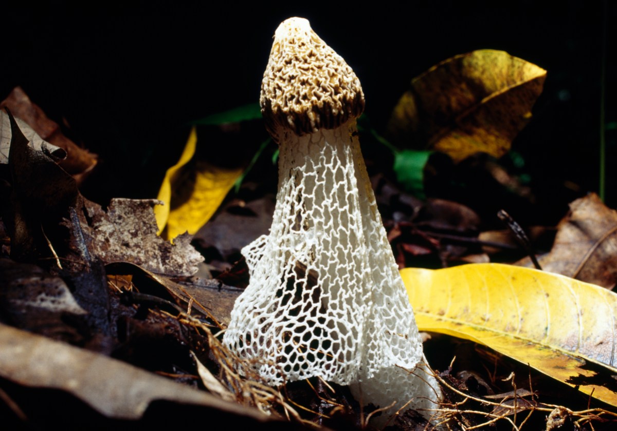 FRENCH POLYNESIA - OCTOBER 17: Bamboo fungus or Veiled lady (Phallus indusiatus), Phallaceae, French Polynesia