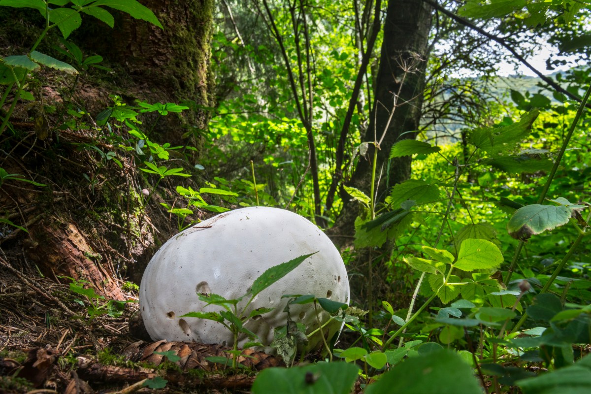 Giant puffball (Calvatia gigantea / Langermannia gigantea) on the forest floor in late summer. 