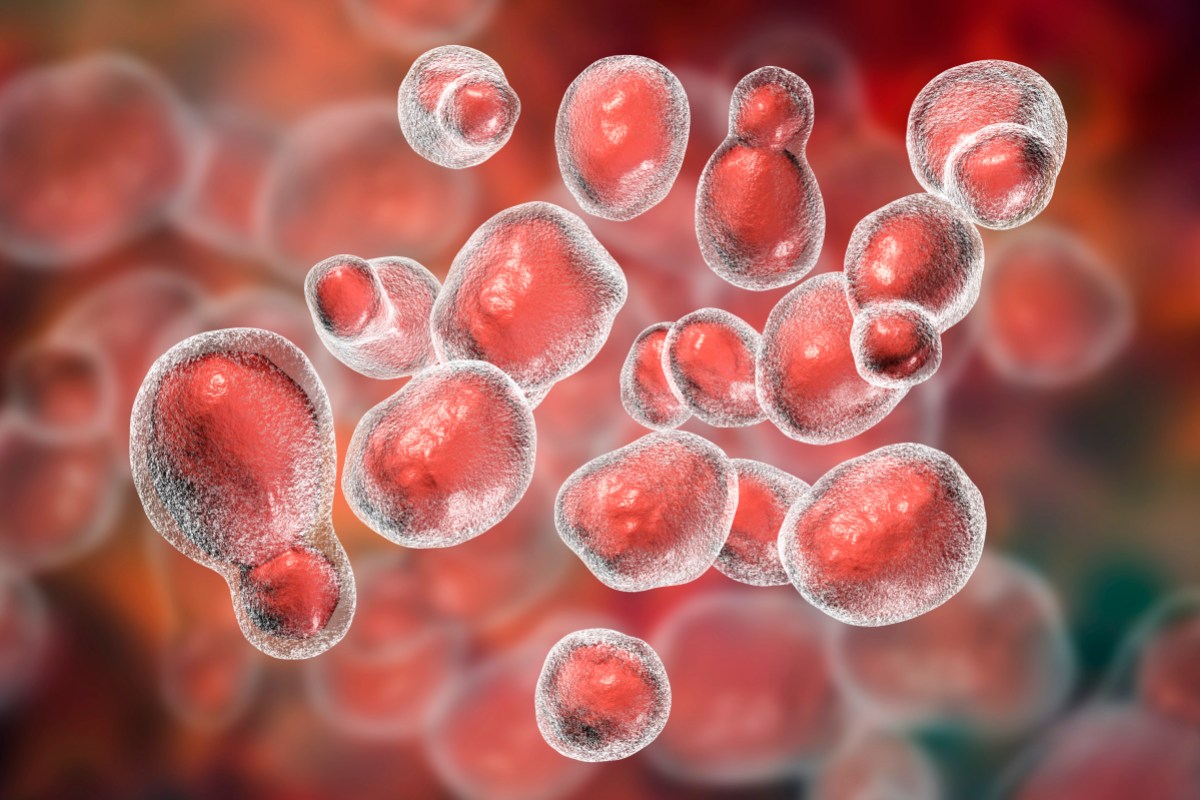 Cryptococcus gattii fungus, computer illustration. This single-celled fungus is found in soil. It is one of the causes of the disease cryptococcosis, which can cause lesions in the lungs and central nervous system (brain and spinal cord).