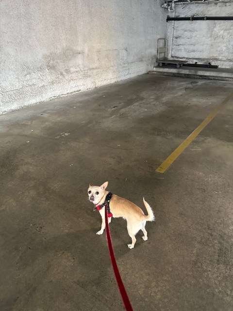 carol on a walk