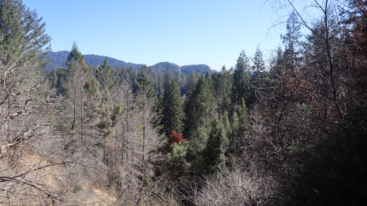 Landscape photo of Mugworts: blue sky, tall trees